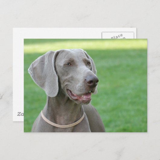 Carte Postale Weimaraner (Devant / Derrière)