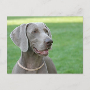 Carte Postale Weimaraner