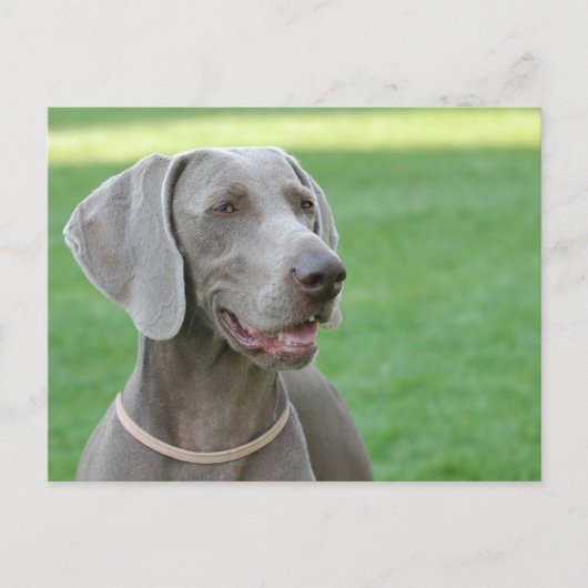 Carte Postale Weimaraner (Devant)