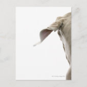 Carte Postale Weimaraner 2 (Devant)