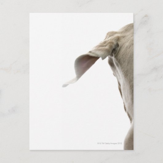 Carte Postale Weimaraner 2 (Devant)