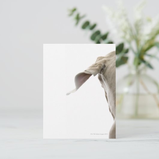 Carte Postale Weimaraner 2 (Debout devant)