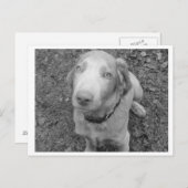 Carte Postale Weimaraner à cheveux longs (Devant / Derrière)