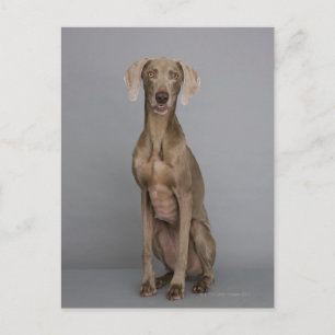 Carte Postale Weimaraner assis, studio tourné