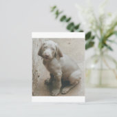 Carte Postale weimaraner chiot mignon (Debout devant)