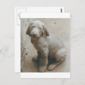 Carte Postale weimaraner chiot mignon (Devant / Derrière)