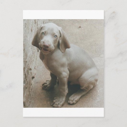 Carte Postale weimaraner chiot mignon (Devant)