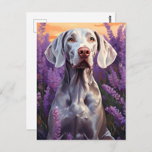 Carte Postale Weimaraner dans le champ Lavender (Devant / Derrière)