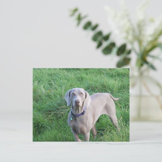 Carte postale Weimaraner Lovers (Debout devant)