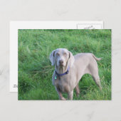 Carte postale Weimaraner Lovers (Devant / Derrière)