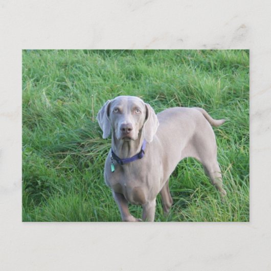 Carte postale Weimaraner Lovers (Devant)