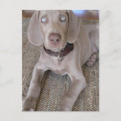 Carte postale Weimaraner Puppy (Devant)