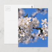Carte Postale Weisse Kirschblüten (Devant / Derrière)