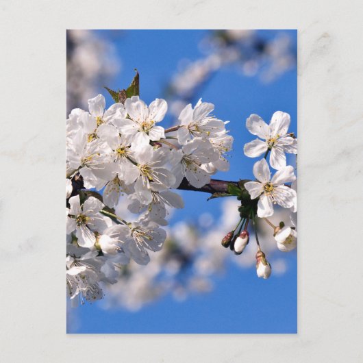 Carte Postale Weisse Kirschblüten (Devant)