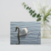 Carte Postale WEißer Schwan (Debout devant)