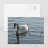 Carte Postale WEißer Schwan (Devant / Derrière)