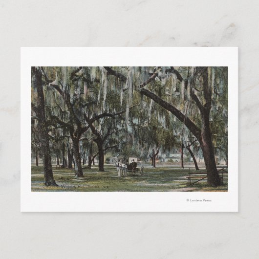 Carte Postale Welaka, FL - Vue sur Welaka Park & Mossy Trees (Devant)