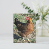 Carte Postale Welété Hen Out au soleil (Debout devant)