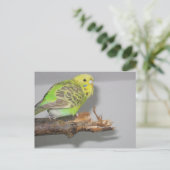 Carte Postale Wellensittich (Debout devant)