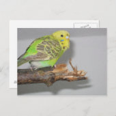 Carte Postale Wellensittich (Devant / Derrière)