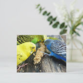 Carte Postale Wellensittiche (Melopsittacus undulatus) (Debout devant)