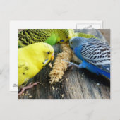 Carte Postale Wellensittiche (Melopsittacus undulatus) (Devant / Derrière)