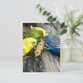 Carte Postale Wellensittiche (Melopsittacus undulatus) (Debout devant)