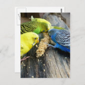 Carte Postale Wellensittiche (Melopsittacus undulatus) (Devant / Derrière)