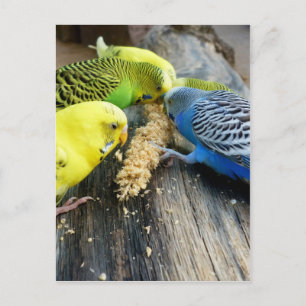 Carte Postale Wellensittiche (Melopsittacus undulatus)
