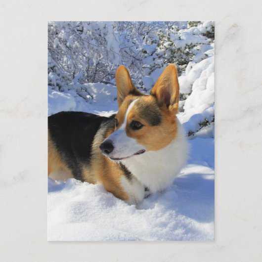 Carte Postale Welsh Corgi Jour des neiges (Devant)