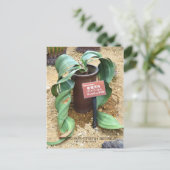 Carte Postale Welwitschia mirabilis [Carte postale] (Debout devant)