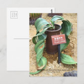 Carte Postale Welwitschia mirabilis [Carte postale] (Devant / Derrière)