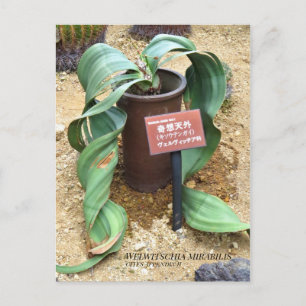 Carte Postale Welwitschia mirabilis [Carte postale]