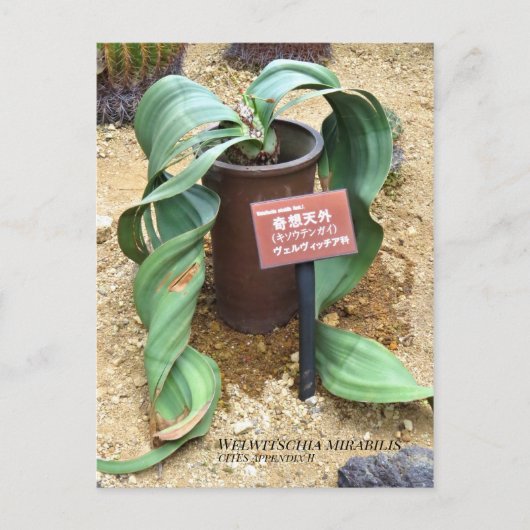Carte Postale Welwitschia mirabilis [Carte postale] (Devant)