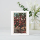 Carte Postale Wenatchee, WAA Wenatchee Valley Apple Tree (Debout devant)