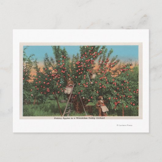 Carte Postale Wenatchee, WAView de Apple Orchard & Workers (Devant)