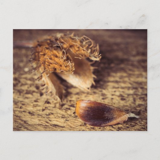 Carte Postale Wenn ein Samen zum Baum avec ... (Devant)