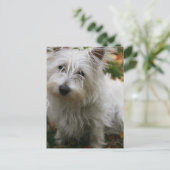 Carte postale West Highland Terrier (Debout devant)