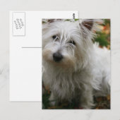 Carte postale West Highland Terrier (Devant / Derrière)