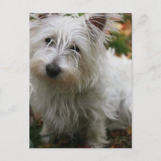 Carte postale West Highland Terrier (Devant)