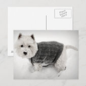 Carte Postale West Highland Terrier en sueur dans la neige (Devant / Derrière)