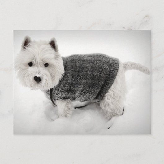 Carte Postale West Highland Terrier en sueur dans la neige (Devant)