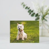 Carte Postale West Highland White Terrier (Debout devant)