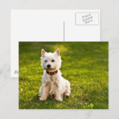 Carte Postale West Highland White Terrier (Devant / Derrière)