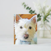 Carte Postale West Highland White Terrier Vous regarde (Debout devant)