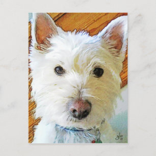 Carte Postale West Highland White Terrier Vous regarde