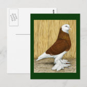 Carte Postale West of England Tumbler Red Baldhead (Devant / Derrière)