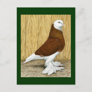 Carte Postale West of England Tumbler Red Baldhead