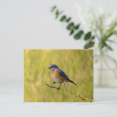 Carte postale Western Bluebird (Debout devant)