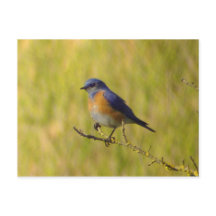 Carte postale Western Bluebird